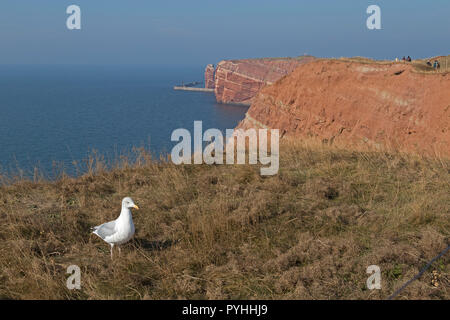 Lange Anna (Anna) et Long Lummenfelsen (Uria Rocks), Helgoland, Schleswig-Holstein, Allemagne Banque D'Images