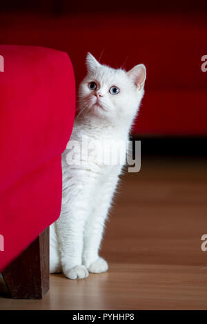 Chat persan, assis en face de fond rouge Banque D'Images