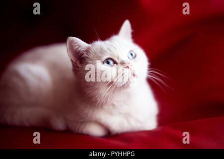 Chat persan, assis en face de fond rouge Banque D'Images