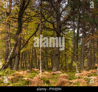 L'ancienne forêt calédonienne sur les rives du Loch Rannoch, Perth and Kinross, en Écosse. 18 Octobre 2018 Banque D'Images