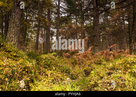 L'ancienne forêt calédonienne sur les rives du Loch Rannoch, Perth and Kinross, en Écosse. 18 Octobre 2018 Banque D'Images