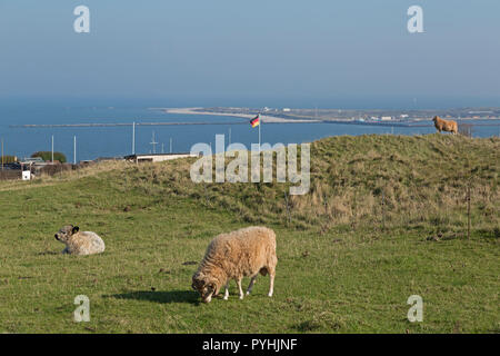 Le pâturage du bétail sur les Bernois (supérieur), dans l'arrière-plan la Duene (dune), Helgoland, Schleswig-Holstein, Allemagne Banque D'Images