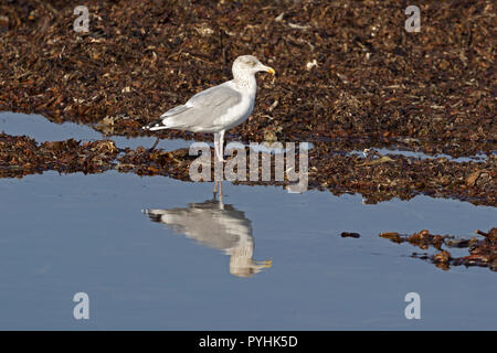 Goéland argenté (Larus argentatus) sur la dune, Helgoland, Schleswig-Holstein, Allemagne Banque D'Images