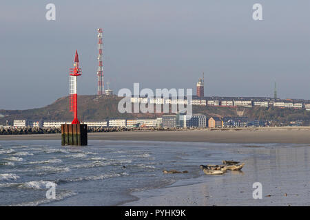 Fourchette basse lumière, les phoques gris se prélasse sur la plage, dans l'arrière-plan l'île principale, Duene (Dune), Helgoland, Schleswig-Holstein, Allemagne Banque D'Images