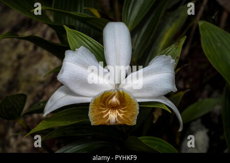 Orchidée sobralia blanc image prise dans la forêt de nuages du Panama Banque D'Images