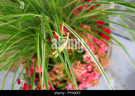 Une mante religieuse verte sur une plante en pot. Banque D'Images