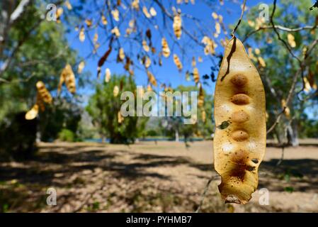 Le jaune séché les coupelles de semences indiennes de siris Albizia lebbeck, Riverview Park, Ross River, Townsville, Queensland, Australie Banque D'Images