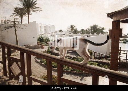 Illustrations de style vintage, cat, tourist Resort, Sharm el Sheikh, Egypte Banque D'Images