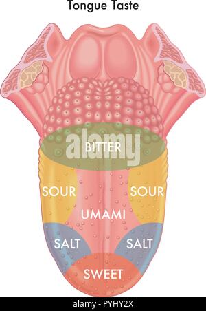 Vector illustration médicale de la carte schématique de la langue le goût Illustration de Vecteur