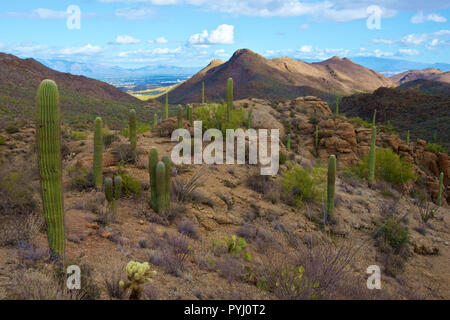 Vue de Tucson, AZ Banque D'Images