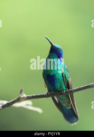 Colibri thalassinus incroyables Violetear (mexicain) perché sur une branche dans la forêt tropicale Le Venezuela Banque D'Images