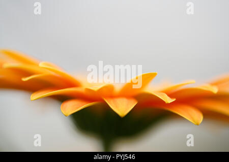 Gerbera jamesonii, ou vulgairement appelé ou gerbera daisy africains Banque D'Images