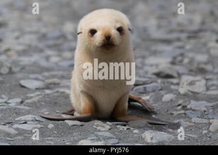 Leucistic à fourrure de l'Antarctique, Fortuna Bay, la Géorgie du Sud, l'Antarctique. Banque D'Images