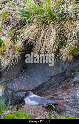 Les albatros fuligineux, Gold Harbour, la Géorgie du Sud, l'Antarctique. Banque D'Images