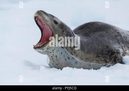 Leopard seal, l'Antarctique. Banque D'Images