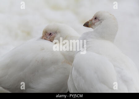 Le visage pâle, Sheathbill l'Antarctique. Banque D'Images