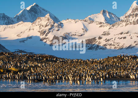 Le manchot royal à Saint Andrews Bay, la Géorgie du Sud, l'Antarctique. Banque D'Images