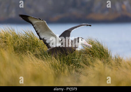 Albatros hurleur, Île prion, la Géorgie du Sud, l'Antarctique. Banque D'Images