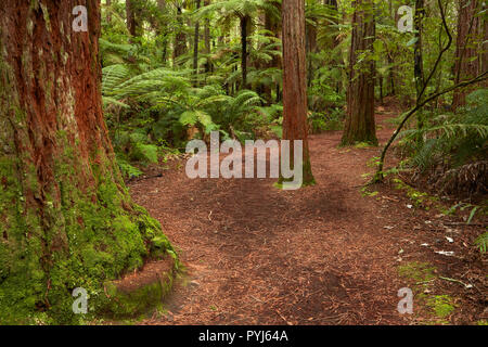 Une piste de marche à travers la forêt de Redwoods Whakarewarewa (), Rotorua, île du Nord, Nouvelle-Zélande Banque D'Images