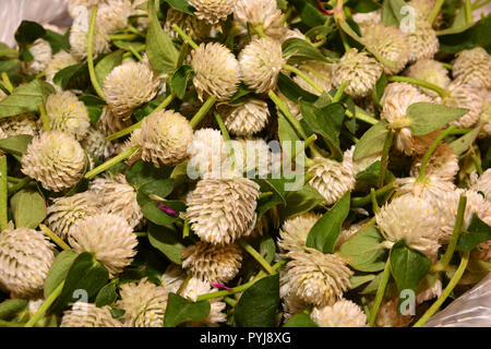 Globe douce fleur amarante texture background * * Note de profondeur de champ de profondeur Banque D'Images