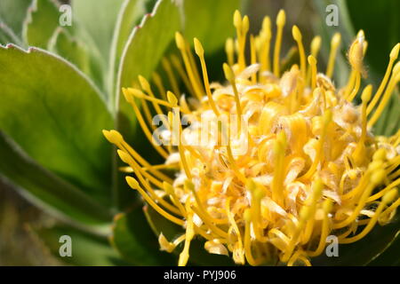 Pincushion jaunes fleurissent en réserve de biosphère de Kogelberg, Afrique du Sud Banque D'Images