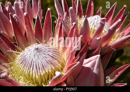 King Protea Le printemps fleurit dans la réserve de biosphère de Kogelberg, Afrique du Sud Banque D'Images