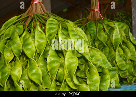 Des tas de Parkia speciosa ou haricots verts, les fèves puantes puantes, haricots, amer, haricots cluster torsadée en graines Sato Sato marché semences, Twisted cluste Banque D'Images