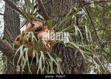 Fougère corne de cerf, mer légère superbum, trouvés sur le tronc de l'arbre, Moreton Island, Queensland, Australie. Banque D'Images