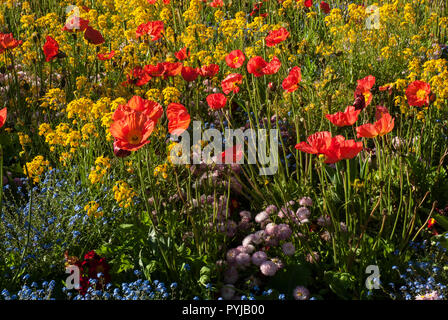 Tapis lumineux et colorés de printemps/début de l'été fleurs des prés, rouge coquelicot, bleu ne m'oubliez pas, l'or jaune panier et marguerites brillants dans le soleil Banque D'Images