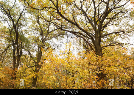 Couronne de l'arbre dans la forêt d'automne Banque D'Images