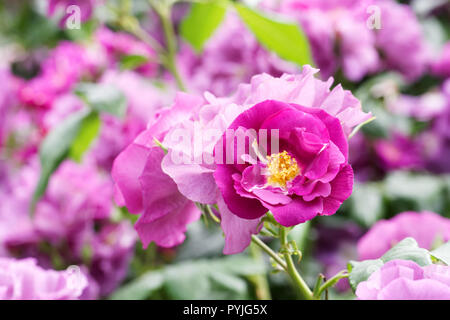 Rosa 'Rhapsody in Blue' fleurs. Banque D'Images