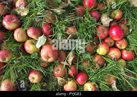 Les pommes à cidre de pommes tombées dans un verger dans le Herefordshire UK Banque D'Images