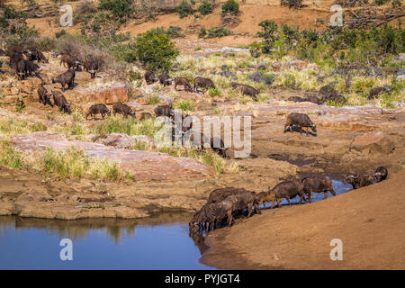 Buffle d'Afrique dans le parc national Kruger, Afrique du Sud ; Espèce Syncerus caffer famille des bovidés Banque D'Images