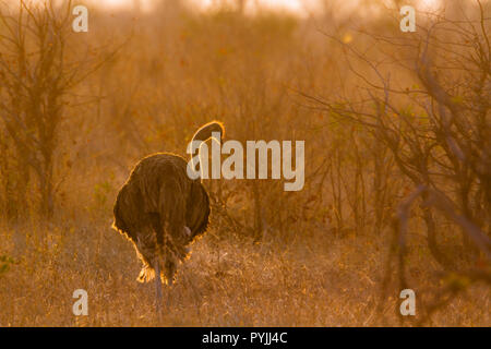 Autruche d'Afrique dans le parc national Kruger, Afrique du Sud ; Espèce Struthio camelus famille des Struthionidae Banque D'Images