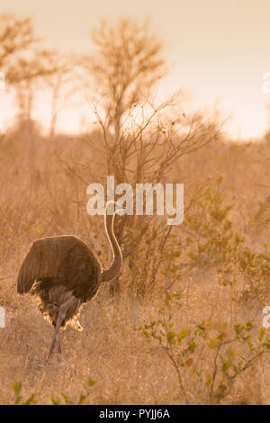 Autruche d'Afrique dans le parc national Kruger, Afrique du Sud ; Espèce Struthio camelus famille des Struthionidae Banque D'Images