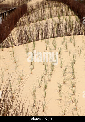 Dunes de sable de conservation avec l'ammophile nouvellement plantés - l'Ammophila arenaria en croissance. La Côte de Caparica Almada, près de Lisbonne, Portugal. Banque D'Images