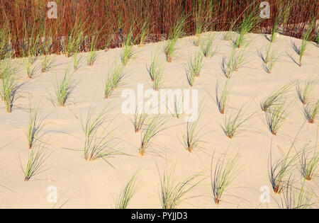 Dunes de sable de conservation avec l'ammophile nouvellement plantés - l'Ammophila arenaria en croissance. La Côte de Caparica Almada, près de Lisbonne, Portugal. Banque D'Images