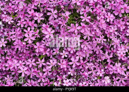 Aubrieta cultorum - petites fleurs rose ou violet Banque D'Images