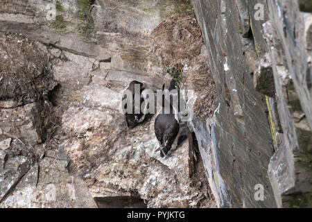 Guillemot marmette au cap Sainte-Marie Réserve écologique, qui nichent dans les rochers sur la face de la falaise. Banque D'Images