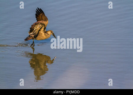 Hamerkop dans Kruger National Park, Afrique du Sud ; Espèce Scopus umbretta Scopidae de famille Banque D'Images