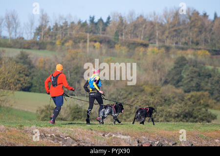 Kidderminster, UK. 28 octobre, 2018. Météo France : avec l'automne glorieux soleil en abondance aujourd'hui, il fait un changement à voir les chiens en tenant leurs propriétaires pour l'exercice ! Ici les chiens sont attelés à leurs propriétaires avec main libre conduit permettant à la fois les humains et chats pour profiter d'un bon run dans le soleil. Credit : Lee Hudson/Alamy Live News Banque D'Images