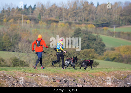 Kidderminster, UK. 28 octobre, 2018. Météo France : avec l'automne glorieux soleil en abondance aujourd'hui, il fait un changement à voir les chiens en tenant leurs propriétaires pour l'exercice ! Ici les chiens sont attelés à leurs propriétaires avec main libre conduit permettant à la fois les humains et chats pour profiter d'un bon run dans le soleil. Credit : Lee Hudson/Alamy Live News Banque D'Images