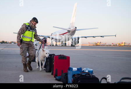 Madrid, Espagne. 25 octobre, 2018. Un chien de détection d'explosifs menée le long de l'assurance de la délégation de la Président allemand par un soldat à l'aéroport militaire Torrejón-Madrid. Président M. Steinmeier et son épouse sont sur une visite de deux jours en Espagne. Crédit : Bernd von Jutrczenka/dpa/Alamy Live News Banque D'Images