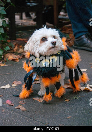 Londres, Royaume-Uni. 28 Oct, 2018. Londres, Royaume-Uni. 28 octobre 2018. Tous les chiens Question Halloween Dog Walk Hampstead Heath London UK. L'événement réunit des fonds pour leurs chiens qui ont besoin de maisons. Credit : Natasha Balletta/Alamy Live News Crédit : Natasha Balletta/Alamy Live News Banque D'Images