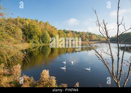 Kidderminster, UK. 29 octobre, 2018. Météo France : cygnes capturé la natation dans le soleil d'automne glorieux, profitent maintenant d'un peu de chaleur après un démarrage extrêmement froid. Credit : Lee Hudson/Alamy Live News Banque D'Images