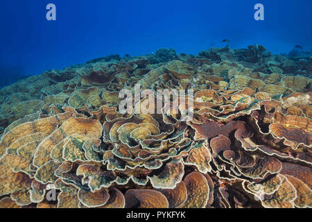 Mer Rouge, Marsa Alam, Egypte, l'Afrique. 30 juillet, 2018. Les colonies coralliennes Mycedium, laitue Coral Crédit : Andrey Nekrasov/ZUMA/Alamy Fil Live News Banque D'Images