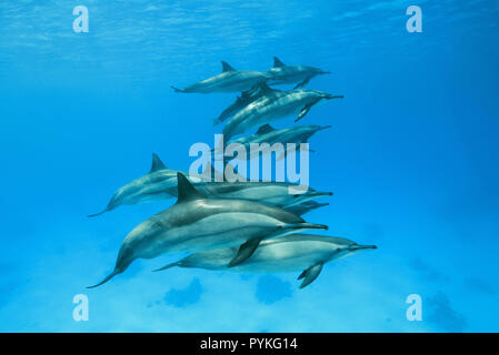 Mer Rouge, Marsa Alam, Egypte, l'Afrique. 2 Août, 2018. Une gousse de Spinner, Dolphin Stenella longirostris, nager dans l'eau sous la surface bleue Crédit : Andrey Nekrasov/ZUMA/Alamy Fil Live News Banque D'Images