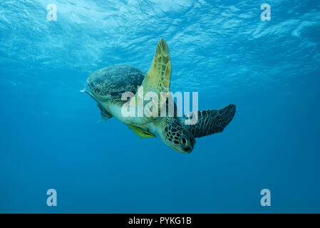 Mer Rouge, Marsa Alam, Egypte, l'Afrique. 30 juillet, 2018. Tortue verte Chelonia mydas, plongées dans les profondeurs de la blue water Crédit : Andrey Nekrasov/ZUMA/Alamy Fil Live News Banque D'Images