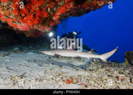 L'Océan indien, les Maldives. Feb 11, 2018. Scuba Diver le tournage d'un Requin océanique Requin de récif, Triaenodon obesus cache sous les récifs coralliens dans la grotte Crédit : Andrey Nekrasov/ZUMA/Alamy Fil Live News Banque D'Images