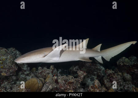 L'Océan indien, les Maldives. 24Th Mar, 2018. Requins nourrice fauve, Nebrius ferrugineus nager plus de récifs coralliens dans la nuit Crédit : Andrey Nekrasov/ZUMA/Alamy Fil Live News Banque D'Images